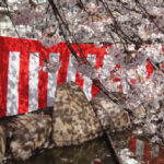 桜まつり
